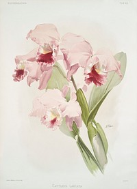 Cattleya labiata from Reichenbachia Orchids (1888-1894) illustrated by <a href="https://www.rawpixel.com/search/Frederick%20Sander?&amp;page=1">Frederick Sander</a> (1847-1920). Original from The New York Public Library. Digitally enhanced by rawpixel.