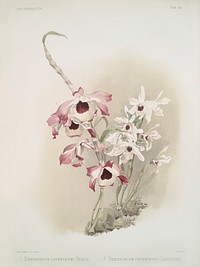 Dendrobium (hybridum) venus, Dendrobium (hybridum) cassiope from Reichenbachia Orchids (1888-1894) illustrated by <a href="https://www.rawpixel.com/search/Frederick%20Sander?&amp;page=1">Frederick Sander</a> (1847-1920). Original from The New York Public Library. Digitally enhanced by rawpixel.