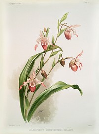Selenipedium (hybridum) weidlichianum from Reichenbachia Orchids (1888-1894) illustrated by <a href="https://www.rawpixel.com/search/Frederick%20Sander?&amp;page=1">Frederick Sander</a> (1847-1920). Original from The New York Public Library. Digitally enhanced by rawpixel.