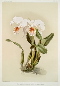 Cattleya mossi&aelig; var reineckiana from Reichenbachia Orchids (1888-1894) illustrated by <a href="https://www.rawpixel.com/search/Frederick%20Sander?&amp;page=1">Frederick Sander </a>(1847-1920). Original from The New York Public Library. Digitally enhanced by rawpixel.