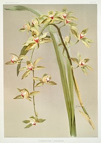 Cymbidium lowianum from Reichenbachia Orchids (1888-1894) illustrated by <a href="https://www.rawpixel.com/search/Frederick%20Sander?&amp;page=1">Frederick Sander</a> (1847-1920). Original from The New York Public Library. Digitally enhanced by rawpixel.