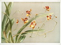 Oncidium loxense from Reichenbachia Orchids (1888-1894) illustrated by <a href="https://www.rawpixel.com/search/Frederick%20Sander?&amp;page=1">Frederick Sander</a> (1847-1920). Original from The New York Public Library. Digitally enhanced by rawpixel.