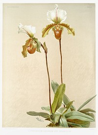 Cypripedium leeanum var giganteum from Reichenbachia Orchids (1888-1894) illustrated by <a href="https://www.rawpixel.com/search/Frederick%20Sander?&amp;page=1">Frederick Sander</a> (1847-1920). Original from The New York Public Library. Digitally enhanced by rawpixel.