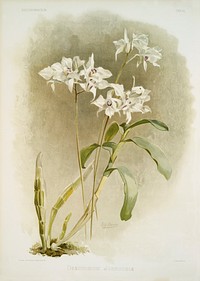 Dendrobium Johnsoni&aelig; from Reichenbachia Orchids (1888-1894) illustrated by <a href="https://www.rawpixel.com/search/Frederick%20Sander?&amp;page=1">Frederick Sander</a> (1847-1920). Original from The New York Public Library. Digitally enhanced by rawpixel.