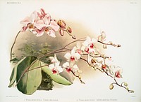 Phal&aelig;nopsis sanderiana, Phal&aelig;nopsis intermedia portei from Reichenbachia Orchids (1888-1894) illustrated by <a href="https://www.rawpixel.com/search/Frederick%20Sander?&amp;page=1">Frederick Sander </a>(1847-1920). Original from The New York Public Library. Digitally enhanced by rawpixel.