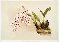 Odontoglossum pescatorei from Reichenbachia Orchids (1888-1894) illustrated by <a href="https://www.rawpixel.com/search/Frederick%20Sander?&amp;page=1">Frederick Sander</a> (1847-1920). Original from The New York Public Library. Digitally enhanced by rawpixel.