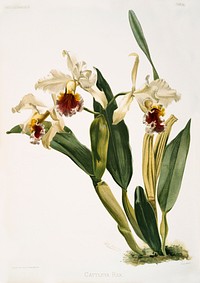 Cattleya rex from Reichenbachia Orchids (1888-1894) illustrated by <a href="https://www.rawpixel.com/search/Frederick%20Sander?&amp;page=1">Frederick Sander</a> (1847-1920). Original from The New York Public Library. Digitally enhanced by rawpixel.
