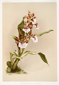 Zygopetalum crinitum from Reichenbachia Orchids (1888-1894) illustrated by <a href="https://www.rawpixel.com/search/Frederick%20Sander?&amp;page=1">Frederick Sander</a> (1847-1920). Original from The New York Public Library. Digitally enhanced by rawpixel.