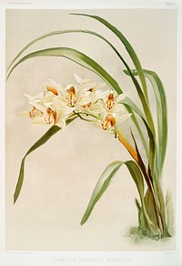 Cymbidium (hybridum) winnianum from Reichenbachia Orchids (1888-1894) illustrated by <a href="https://www.rawpixel.com/search/Frederick%20Sander?&amp;page=1">Frederick Sander</a> (1847-1920). Original from The New York Public Library. Digitally enhanced by rawpixel.