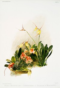 Hybrid masdevallias courtauldiana, geleniana and measuresiana from Reichenbachia Orchids (1888-1894) illustrated by Frederick Sander (1847-1920). Original from The New York Public Library. Digitally enhanced by rawpixel.