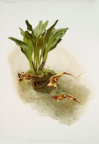 Masdevallia chim&aelig;ra var mooreana from Reichenbachia Orchids (1888-1894) illustrated by <a href="https://www.rawpixel.com/search/Frederick%20Sander?&amp;page=1">Frederick Sander</a> (1847-1920). Original from The New York Public Library. Digitally enhanced by rawpixel.