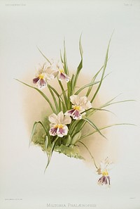 Miltonia phal&aelig;nopsis from Reichenbachia Orchids (1888-1894) illustrated by <a href="https://www.rawpixel.com/search/Frederick%20Sander?&amp;page=1">Frederick Sander</a> (1847-1920). Original from The New York Public Library. Digitally enhanced by rawpixel.