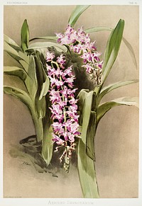 A&euml;rides savageanum from Reichenbachia Orchids (1888-1894) illustrated by <a href="https://www.rawpixel.com/search/Frederick%20Sander?&amp;page=1">Frederick Sander</a> (1847-1920). Original from The New York Public Library. Digitally enhanced by rawpixel.