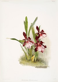 Miltonia moreliana from Reichenbachia Orchids (1888-1894) illustrated by Frederick Sander (1847-1920). Original from The New York Public Library. Digitally enhanced by rawpixel.