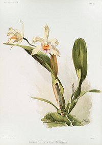 Hybrid of Laelio and Cattleya (L&aelig;lio-cattleya honble Mrs. Astor) from Reichenbachia Orchids (1888-1894) illustrated by <a href="https://www.rawpixel.com/search/Frederick%20Sander?&amp;page=1">Frederick Sander</a> (1847-1920). Original from The New York Public Library. Digitally enhanced by rawpixel.