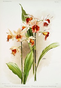 Hybrid of Phaius and Amabilis (Phaius hybridus amabilis) and Hybrid of Phaius and marthi&aelig; (Marthi phaius hybridus marthi&aelig;) from Reichenbachia Orchids (1888-1894) illustrated by Frederick Sander (1847-1920). Original from The New York Public Library. Digitally enhanced by rawpixel.