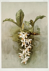 Swain&#39;s Coelogyne (Coelogyne swaniana) from Reichenbachia Orchids (1888-1894) illustrated by <a href="https://www.rawpixel.com/search/Frederick%20Sander?&amp;page=1">Frederick Sander </a>(1847-1920). Original from The New York Public Library. Digitally enhanced by rawpixel.