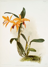 Hybrid of laelia and cattleya species (L&aelig;lio-cattleya hybrida phoebe) from Reichenbachia Orchids (1888-1894) illustrated by Frederick Sander (1847-1920). Original from The New York Public Library. Digitally enhanced by rawpixel.
