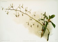 Morobe Shower (Dendrobium imperatrix) from Reichenbachia Orchids (1888-1894) illustrated by <a href="https://www.rawpixel.com/search/Frederick%20Sander?&amp;page=1">Frederick Sander</a> (1847-1920). Original from The New York Public Library. Digitally enhanced by rawpixel.