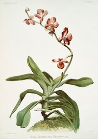 Marriott&#39;s Phalaenopsis (Vanda parishii var marriottiana) from Reichenbachia Orchids (1888-1894) illustrated by <a href="https://www.rawpixel.com/search/Frederick%20Sander?&amp;page=1">Frederick Sander</a> (1847-1920). Original from The New York Public Library. Digitally enhanced by rawpixel.