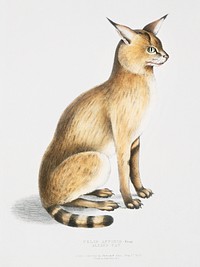 Allied Cat (Felis affinis) from Illustrations of Indian Zoology (1830-1834) by <a href="https://www.rawpixel.com/search/John%20Edward%20Gray?&amp;page=1">John Edward Gray</a> (1800-1875). Original from The New York Public Library. Digitally enhanced by rawpixel.
