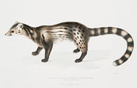 Bengal civet (Viverra Bengalensis) from Illustrations of Indian Zoology (1830-1834) by <a href="https://www.rawpixel.com/search/John%20Edward%20Gray?sort=curated&amp;rating_filter=all&amp;mode=shop&amp;page=1">John Edward Gray</a> (1800-1875). Original from The New York Public Library. Digitally enhanced by rawpixel.