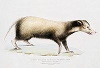 Collared Civet Bear (Mydaus collaris) from Illustrations of Indian zoology (1830-1834) by John Edward Gray (1800-1875). Original from The New York Public Library. Digitally enhanced by rawpixel.