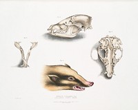 Collared Civet Bear (Mydaus collaris) Skull and head from Illustrations of Indian zoology (1830-1834) by <a href="https://www.rawpixel.com/search/John%20Edward%20Gray?&amp;page=1">John Edward Gray</a> (1800-1875). Original from The New York Public Library. Digitally enhanced by rawpixel.