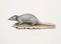 Musk Shrew (Sorex myosurus) from Illustrations of Indian zoology (1830-1834) by <a href="https://www.rawpixel.com/search/John%20Edward%20Gray?sort=curated&amp;rating_filter=all&amp;mode=shop&amp;page=1">John Edward Gray</a> (1800-1875). Original from The New York Public Library. Digitally enhanced by rawpixel.