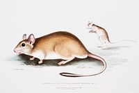 Indian Jerboa Rat (Gerbillus Indicus) from Illustrations of Indian zoology (1830-1834) by John Edward Gray (1800-1875). Original from The New York Public Library. Digitally enhanced by rawpixel.