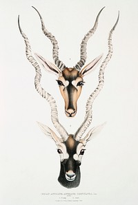 Indian Antelope (Antilope cervicapra) Head and horn 1. Young; 2. Adult from Illustrations of Indian zoology (1830-1834) by John Edward Gray (1800-1875). Original from The New York Public Library. Digitally enhanced by rawpixel.