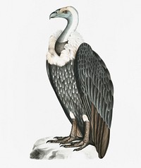 White-backed Vulture (Vultur leuconota) from Illustrations of Indian zoology (1830-1834) by John Edward Gray (1800-1875)