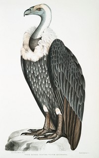 White-backed Vulture (Vultur leuconota) from Illustrations of Indian zoology (1830-1834) by <a href="https://www.rawpixel.com/search/John%20Edward%20Gray?sort=curated&amp;rating_filter=all&amp;mode=shop&amp;page=1">John Edward Gray</a> (1800-1875). Original from The New York Public Library. Digitally enhanced by rawpixel.