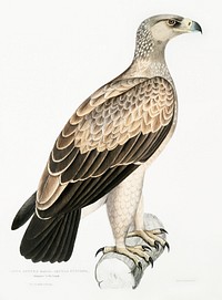 White Dotted Eagle (Aquila punctata) from Illustrations of Indian zoology (1830-1834) by <a href="https://www.rawpixel.com/search/John%20Edward%20Gray?&amp;page=1">John Edward Gray</a> (1800-1875). Original from The New York Public Library. Digitally enhanced by rawpixel.
