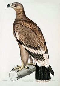 White-banded Eagle (Aquila bifasciata) from Illustrations of Indian zoology (1830-1834) by John Edward Gray (1800-1875). Original from The New York Public Library. Digitally enhanced by rawpixel.