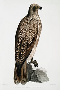 Lined Fishing Eagle (Hali&aelig;tus lineatus) from Illustrations of Indian zoology (1830-1834) by <a href="https://www.rawpixel.com/search/John%20Edward%20Gray?sort=curated&amp;rating_filter=all&amp;mode=shop&amp;page=1">John Edward Gray</a> (1800-1875). Original from The New York Public Library. Digitally enhanced by rawpixel.
