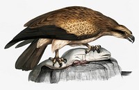 Plain Fishing Eagle (Hali&aelig;tus unicolor) from Illustrations of Indian zoology (1830-1834) by <a href="https://www.rawpixel.com/search/John%20Edward%20Gray?&amp;page=1">John Edward Gray</a> (1800-1875)