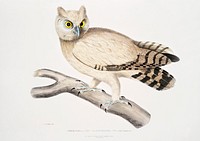 Coromandel Owl (Strix Coromandra) from Illustrations of Indian zoology (1830-1834) by <a href="https://www.rawpixel.com/search/John%20Edward%20Gray?sort=curated&amp;rating_filter=all&amp;mode=shop&amp;page=1">John Edward Gray</a> (1800-1875). Original from The New York Public Library. Digitally enhanced by rawpixel.