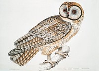 Chinese Owl (Strix Sinensis) from Illustrations of Indian zoology (1830-1834) by <a href="https://www.rawpixel.com/search/John%20Edward%20Gray?&amp;page=1">John Edward Gray</a> (1800-1875). Original from The New York Public Library. Digitally enhanced by rawpixel.