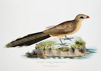 Sirkeer Cuckoo (Centropus Sirkee) from Illustrations of Indian Zoology (1830-1834) by <a href="https://www.rawpixel.com/search/John%20Edward%20Gray?sort=curated&amp;rating_filter=all&amp;mode=shop&amp;page=1">John Edward Gray</a> (1800-1875). Original from The New York Public Library. Digitally enhanced by rawpixel.
