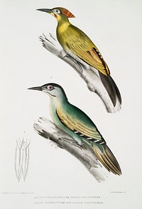 1. Nepaul Woodpecker (Picus Nepaulensis) 2. Moustache Woodpecker (Picus barbatus) from Illustrations of Indian zoology (1830-1834) by <a href="https://www.rawpixel.com/search/John%20Edward%20Gray?sort=curated&amp;rating_filter=all&amp;mode=shop&amp;page=1">John Edward Gray</a> (1800-1875). Original from The New York Public Library. Digitally enhanced by rawpixel.