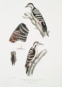 Lesser spotted Woodpecker (Picus Macei) 1. Male, 2. Female, 2a. Wing, 2b. Tail from Illustrations of Indian zoology (1830-1834) by <a href="https://www.rawpixel.com/search/John%20Edward%20Gray?sort=curated&amp;rating_filter=all&amp;mode=shop&amp;page=1">John Edward Gray</a> (1800-1875). Original from The New York Public Library. Digitally enhanced by rawpixel.