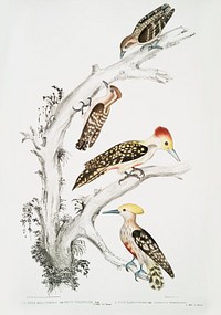1. Brown Woodpecker (Picus Molluccensis) Male and Female; 2. Mahratta Woodpecker (Picus Mahrattensis) Male and Female from Illustrations of Indian zoology (1830-1834) by John Edward Gray (1800-1875).