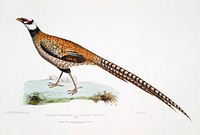 Reeve&#39;s Pheasant (Phasianus Reevesii) from Illustrations of Indian zoology (1830-1834) by <a href="https://www.rawpixel.com/search/John%20Edward%20Gray?sort=curated&amp;rating_filter=all&amp;mode=shop&amp;page=1">John Edward Gray</a> (1800-1875). Original from The New York Public Library. Digitally enhanced by rawpixel.