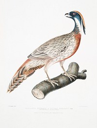 Pucras Pheasant (Phasianus Pucrasia) from Illustrations of Indian Zoology (1830-1834) by John Edward Gray (1800-1875). Original from The New York Public Library. Digitally enhanced by rawpixel.