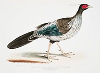 Lineated [Nepaul] Pheasant (Phasianus Hamiltonii) from Illustrations of Indian zoology (1830-1834) by <a href="https://www.rawpixel.com/search/John%20Edward%20Gray?sort=curated&amp;rating_filter=all&amp;mode=shop&amp;page=1">John Edward Gray</a> (1800-1875). Original from The New York Public Library. Digitally enhanced by rawpixel.
