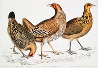 1. Javan Hen (Gallus furcatus); 2. Lord Stanley's Hen (Gallus Stanleyi); 3. Bank's Hen (Gallus Bankiva) from Illustrations of Indian zoology (1830-1834) by John Edward Gray (1800-1875). Original from The New York Public Library. Digitally enhanced by rawpixel.