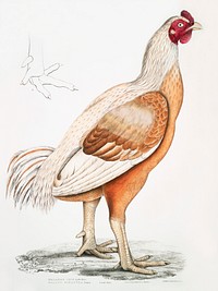 Malabar Cock (Gallus gigantea) Natural size from Illustrations of Indian zoology (1830-1834) by <a href="https://www.rawpixel.com/search/John%20Edward%20Gray?sort=curated&amp;rating_filter=all&amp;mode=shop&amp;page=1">John Edward Gray</a> (1800-1875). Original from The New York Public Library. Digitally enhanced by rawpixel.