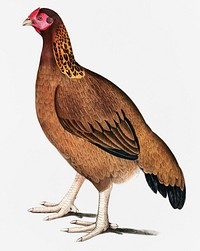Malabar Hen (Gallus giganteus) Common in Doab. 4/5 Nat. size. A. Foot Nat. Size from Illustrations of Indian zoology (1830-1834) by <a href="https://www.rawpixel.com/search/John%20Edward%20Gray?&amp;page=1">John Edward Gray</a> (1800-1875)