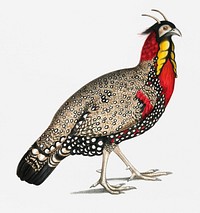 Black head Horned Pheasant (Satyra melanocephala) Adult male from Illustrations of Indian zoology (1830-1834) by <a href="https://www.rawpixel.com/search/John%20Edward%20Gray?&amp;page=1">John Edward Gray</a> (1800-1875)